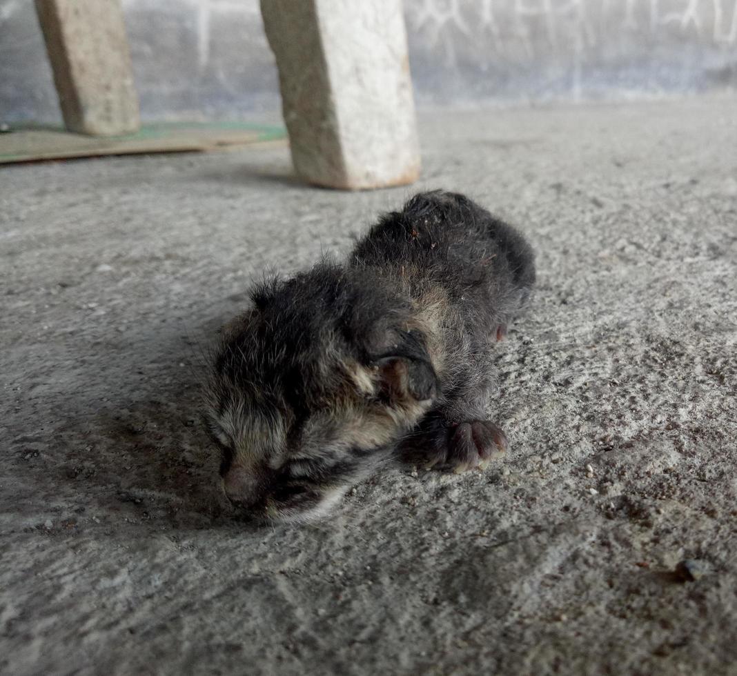 neugeborene Katze. Babykatze, die versucht, laufen zu lernen foto