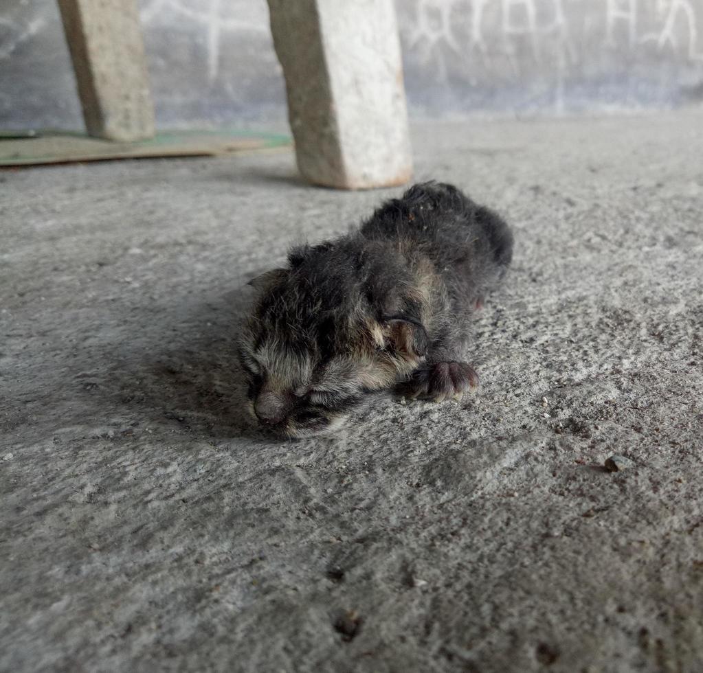 neugeborene Katze. Babykatze, die versucht, laufen zu lernen foto