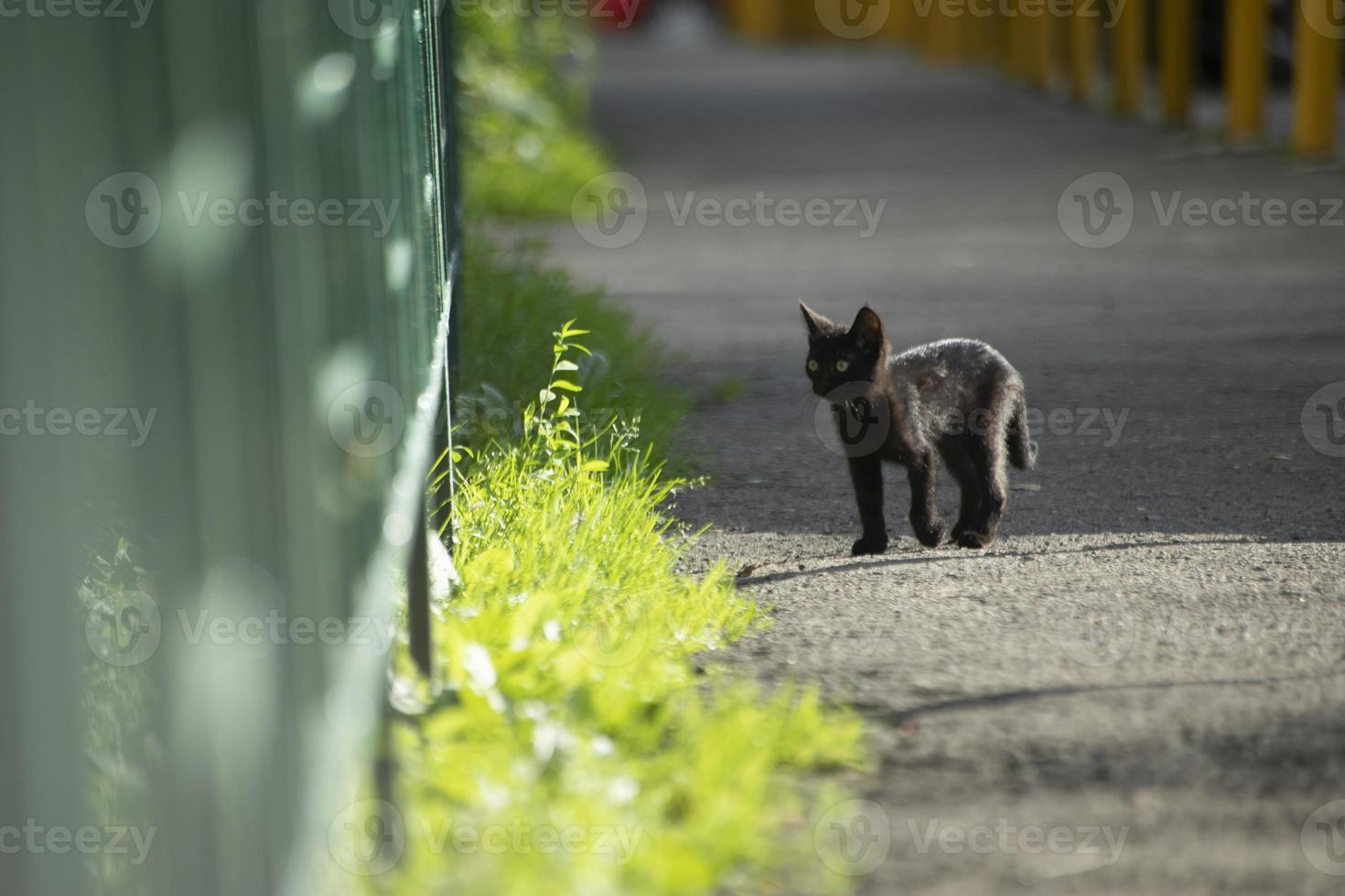 schwarzes kätzchen, das im hof spielt. Schwarze Katze an einem sonnigen Tag draußen. Obdachlose Tierwanderungen auf Asphalt. foto