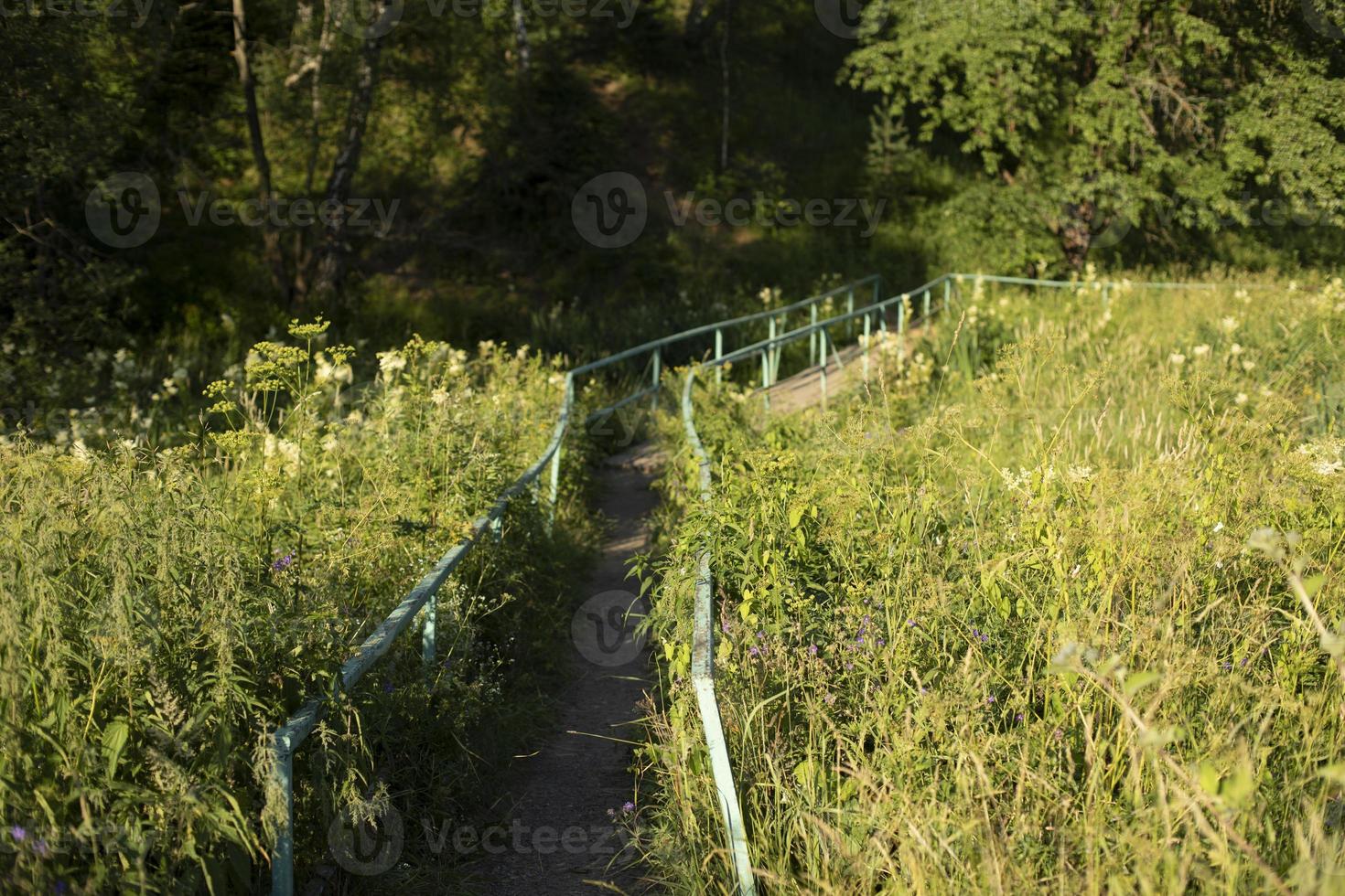 Brücke im Park. Wanderweg in der ökologischen Zone. Einzelheiten zum Nationalpark. foto
