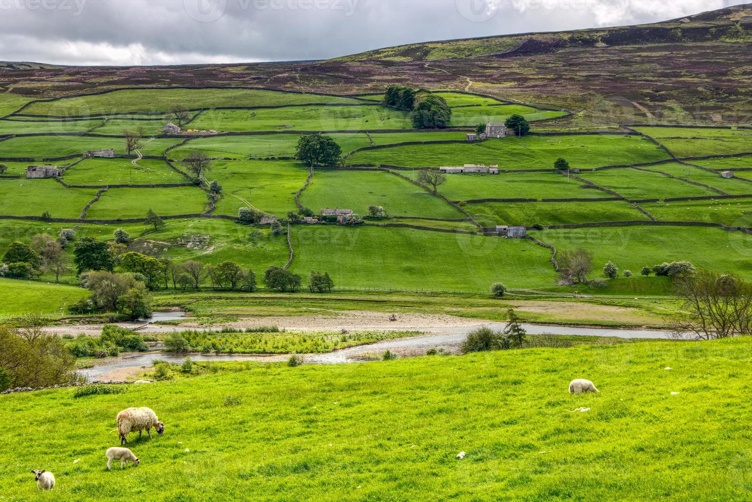 Weiße und schwarze Schafe mit Yorkshire Dales Vista im Hintergrund foto