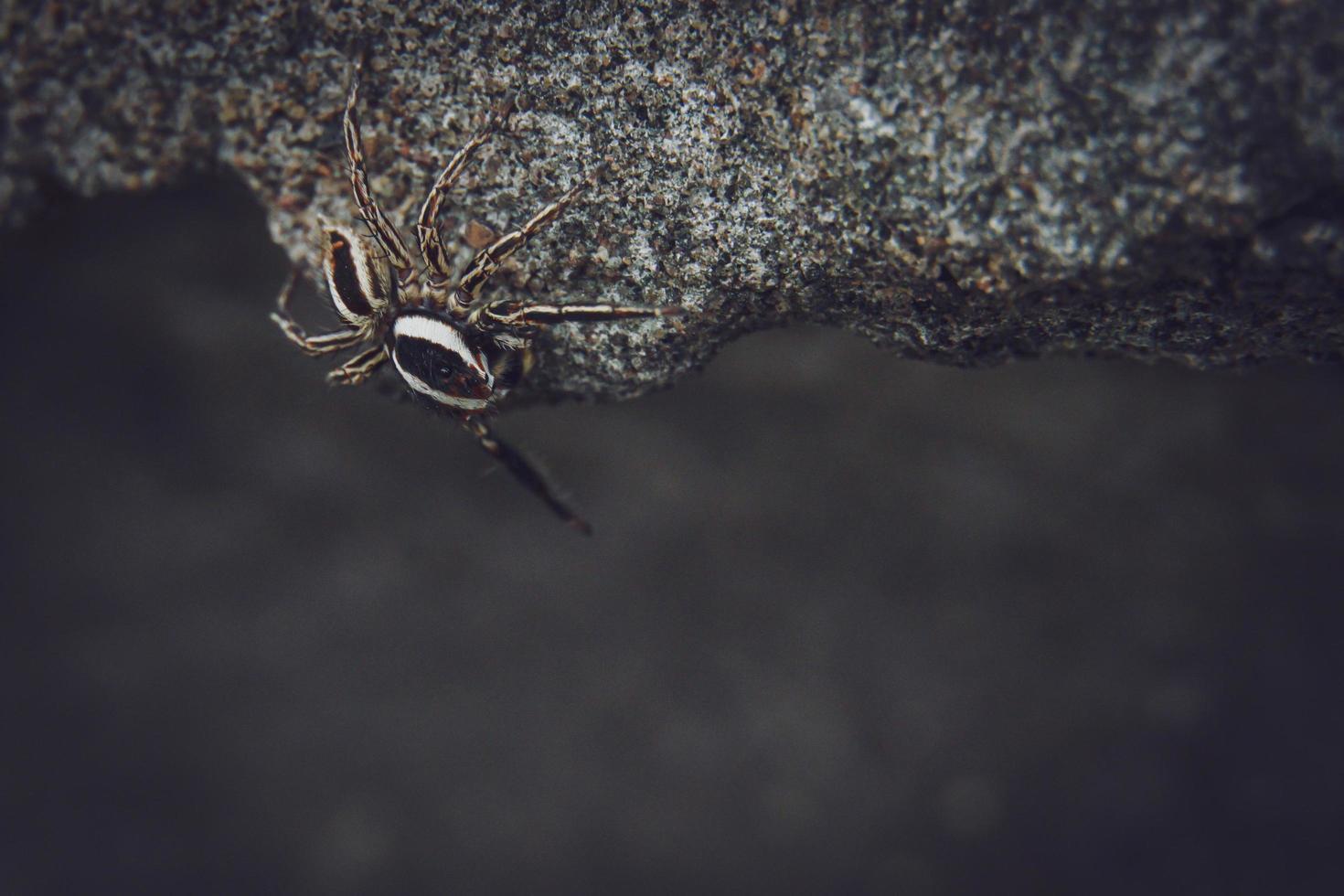 gestreifte Luchsspinne. Spinnenarten. Makrobilder von Spinnen. Nahaufnahmefoto der Spinne. foto