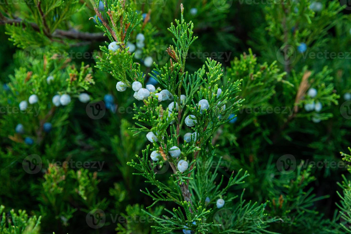 separat wachsender Nadelbaum im Park. großer Nadelbaum foto