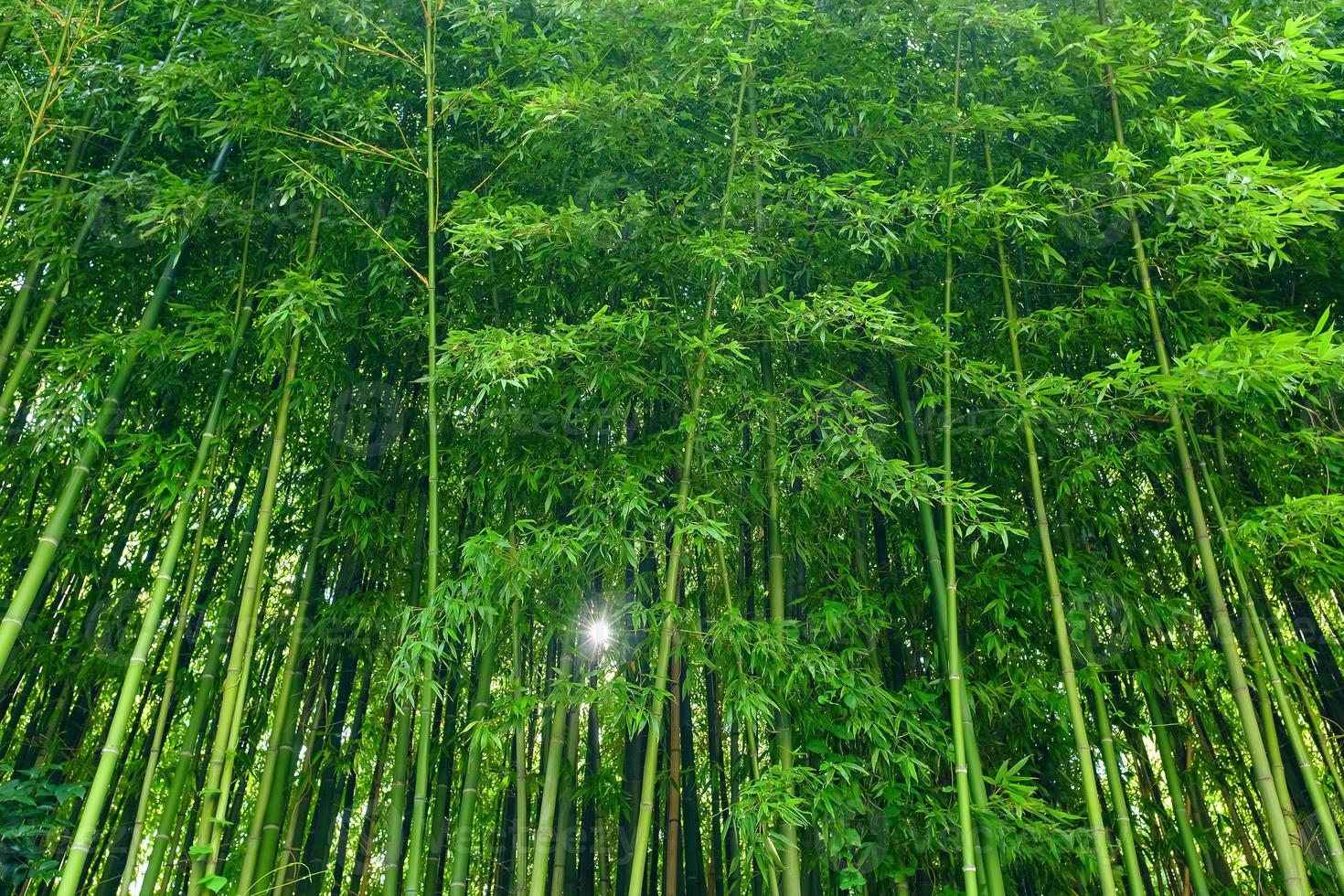 grüner bambus hinterlässt hintergrundmaterial. Bambuswald. foto