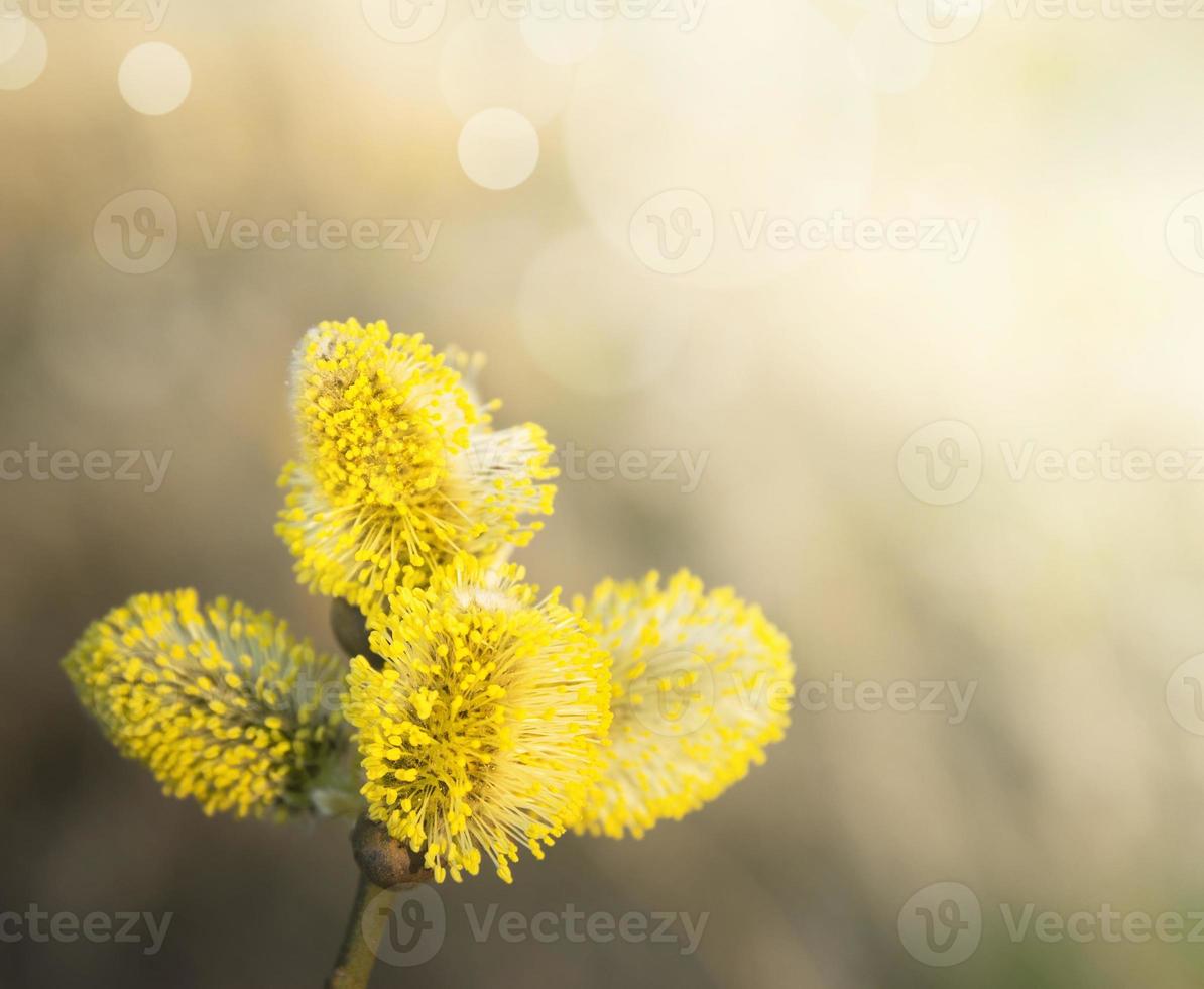 gelbe Weidenkätzchen auf Baum, sonnig, Frühlingszeit foto