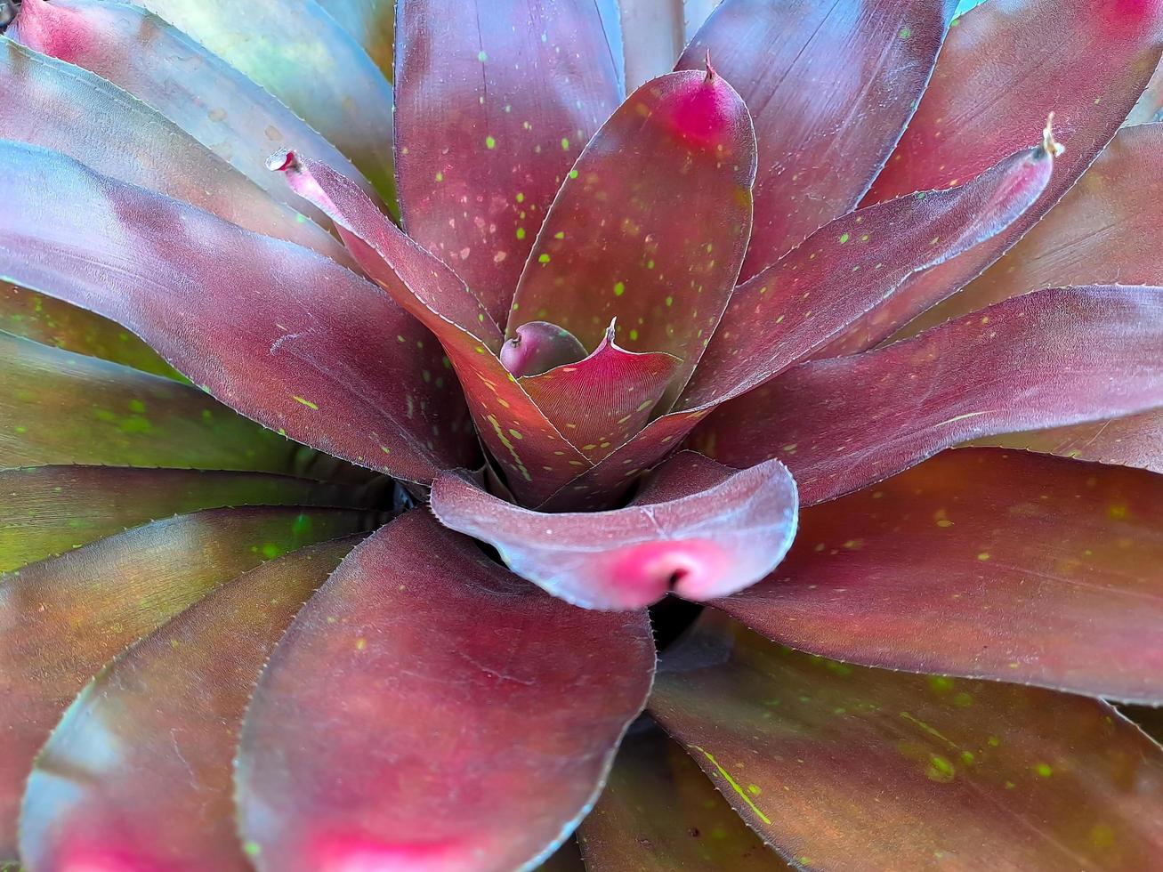 Neoregelia ist eine Gattung von epiphytischen Blütenpflanzen in der Familie Bromeliaceae, Unterfamilie Bromelioideae foto