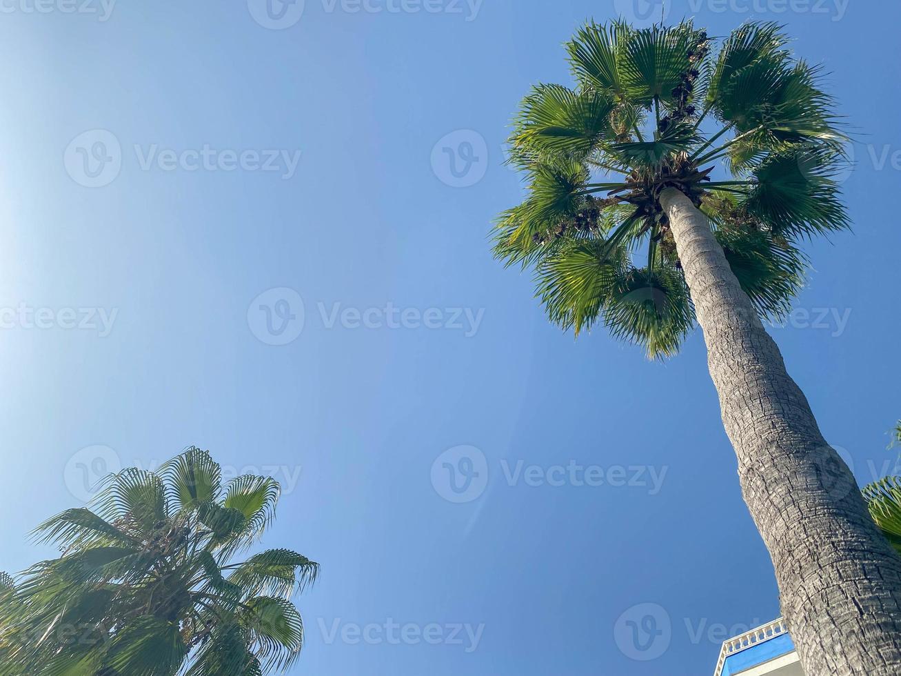 schöne Oberseite einer Palme mit grünen Blättern gegen einen blauen Himmel in einem warmen tropischen Land südlichen Erholungsort, Hintergrund, Beschaffenheit foto