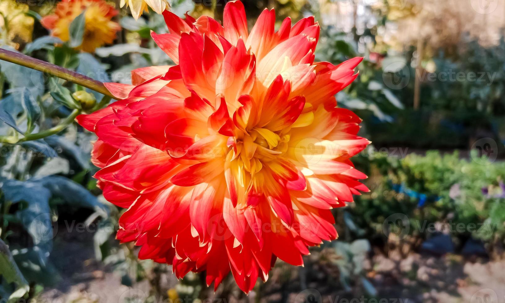 Dahlie pinnata Blume foto