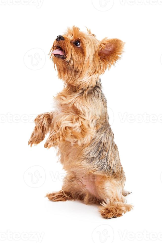 aufmerksamer Yorkshire Terrier Welpe betteln foto