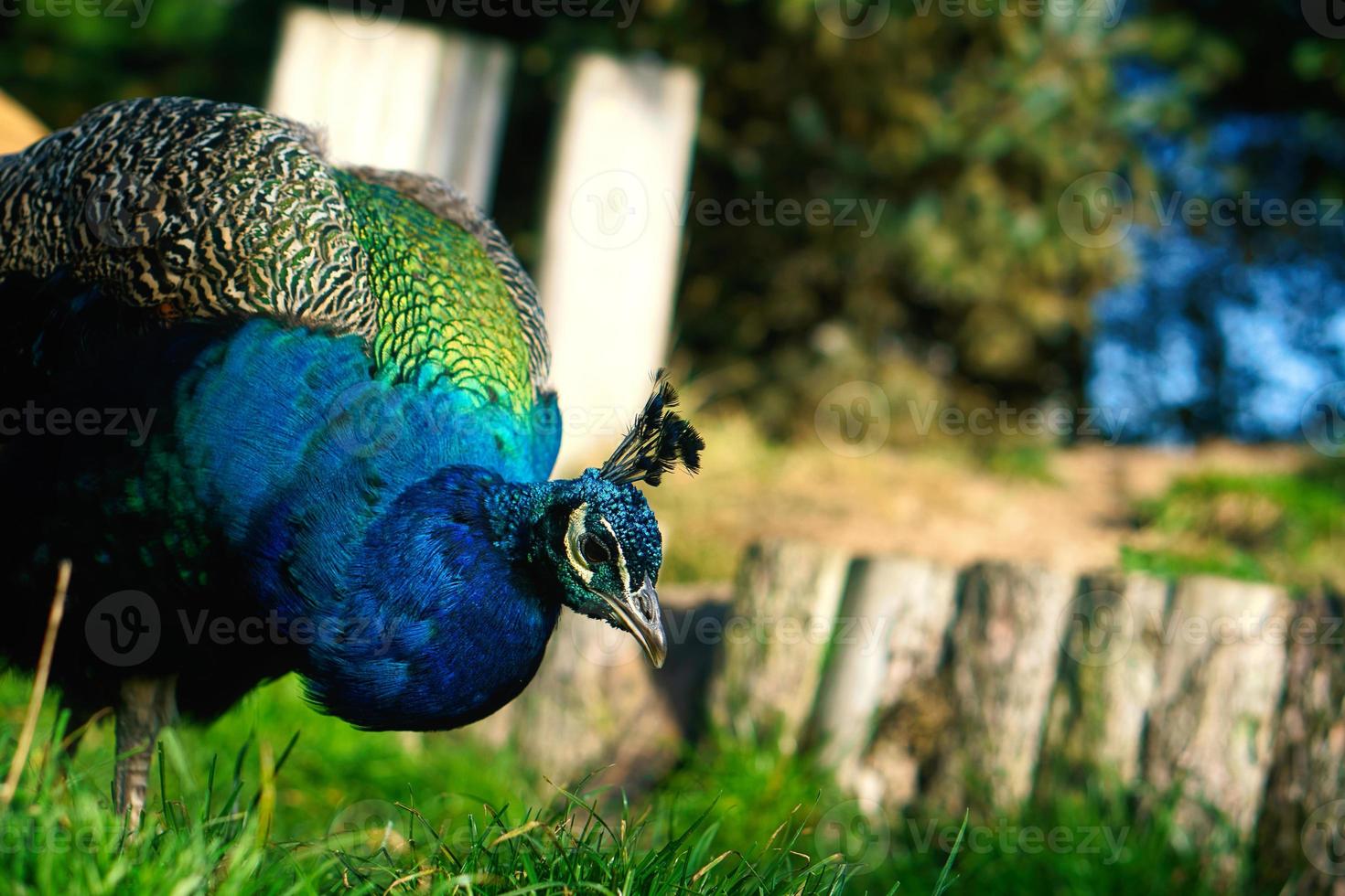 Vogelpfau steckt seinen Kopf ins Bild. eleganter Vogel in prächtigen Farben foto