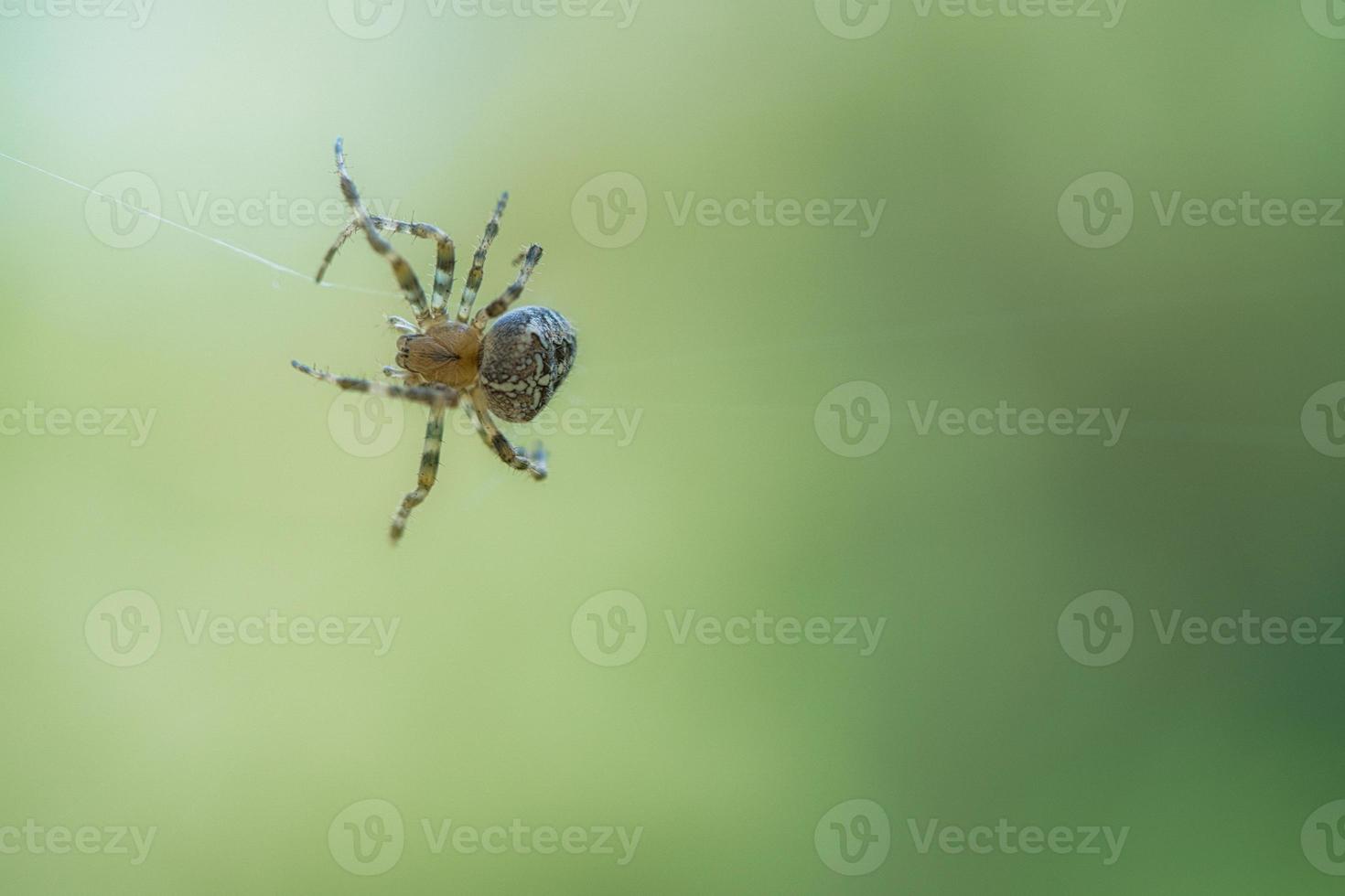 Kreuzspinne, die auf einem Spinnenfaden kriecht. Halloween-Schreck. unscharfer Hintergrund. foto