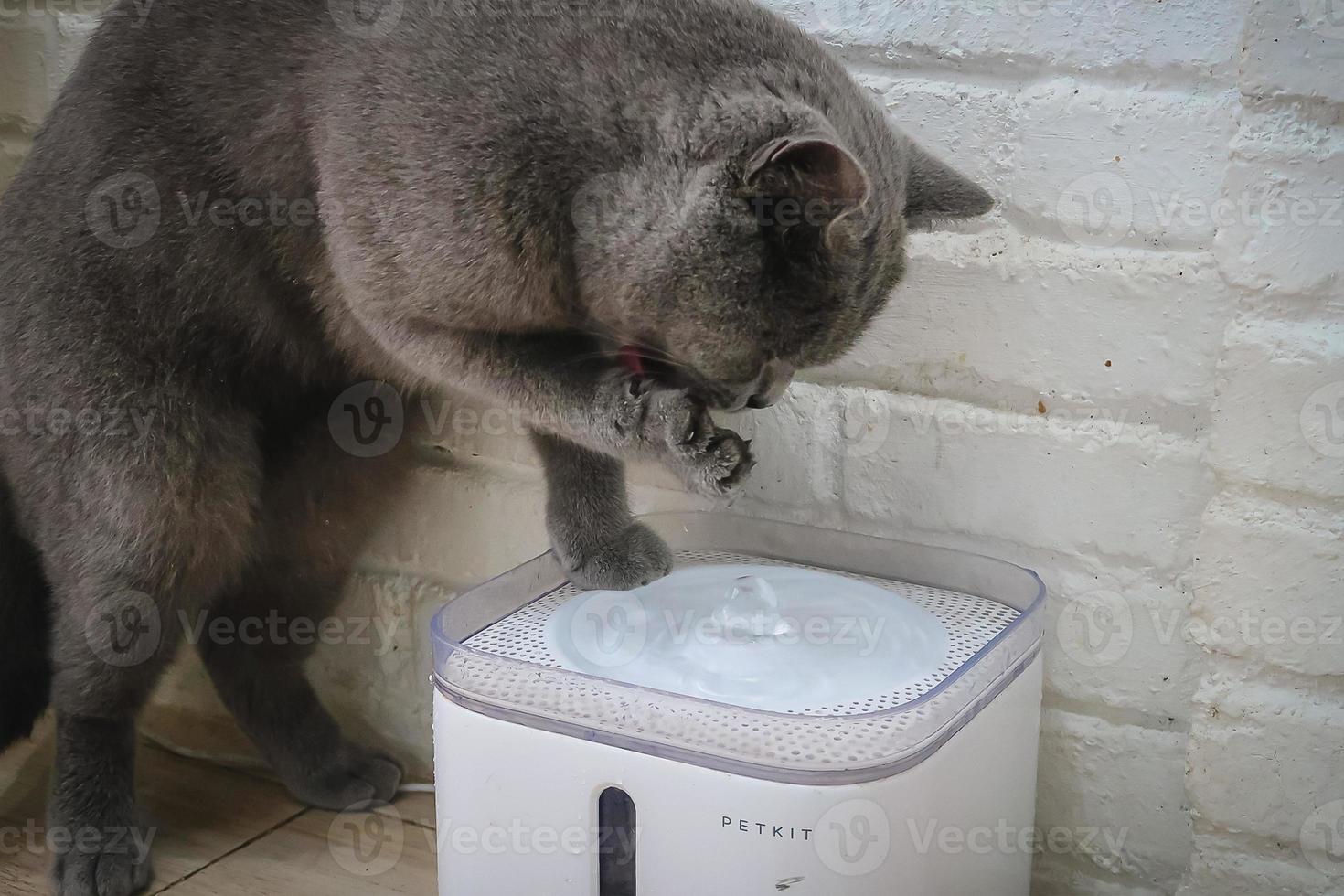 graue katze benutzt seine hand, um wasser zu trinken foto