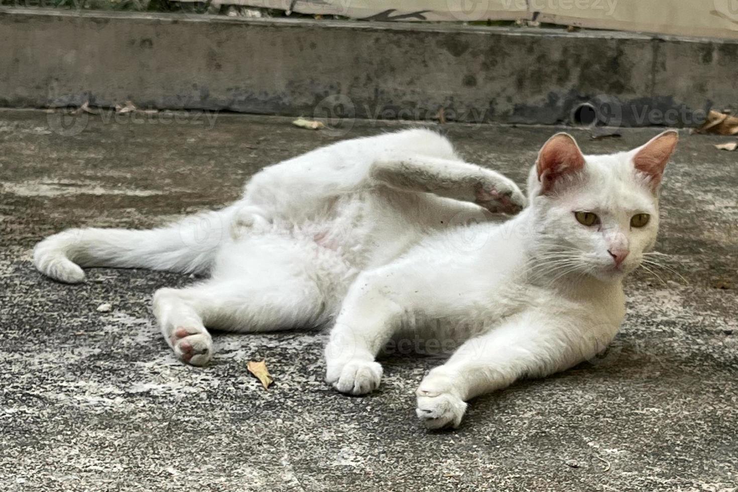 juckende weiße Katze. streunende Katze, die sich hinlegt und sich am Ohr kratzt. foto
