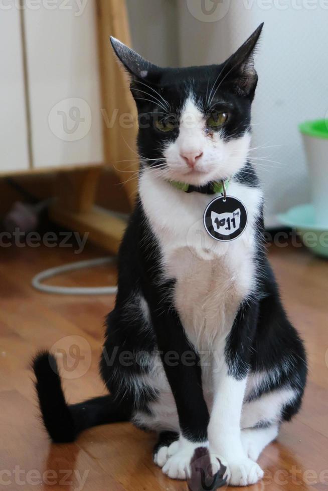 schwarz weiße katze sitzt und schaut in die kamera foto