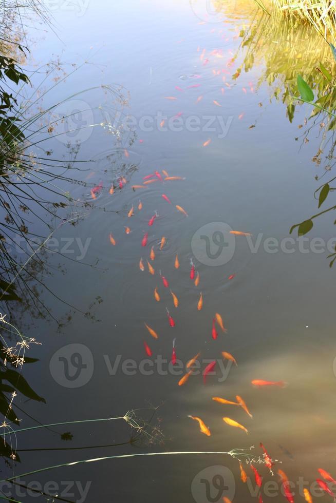 Bunte Fische schwimmen in einem See mit Süßwasser. foto