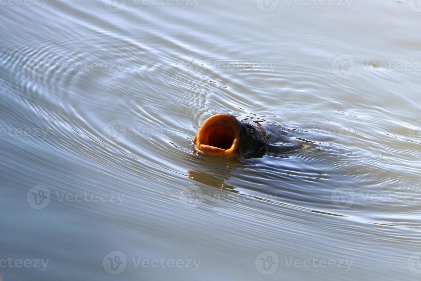 Große Welse schwimmen in einem Fluss im Norden Israels. foto