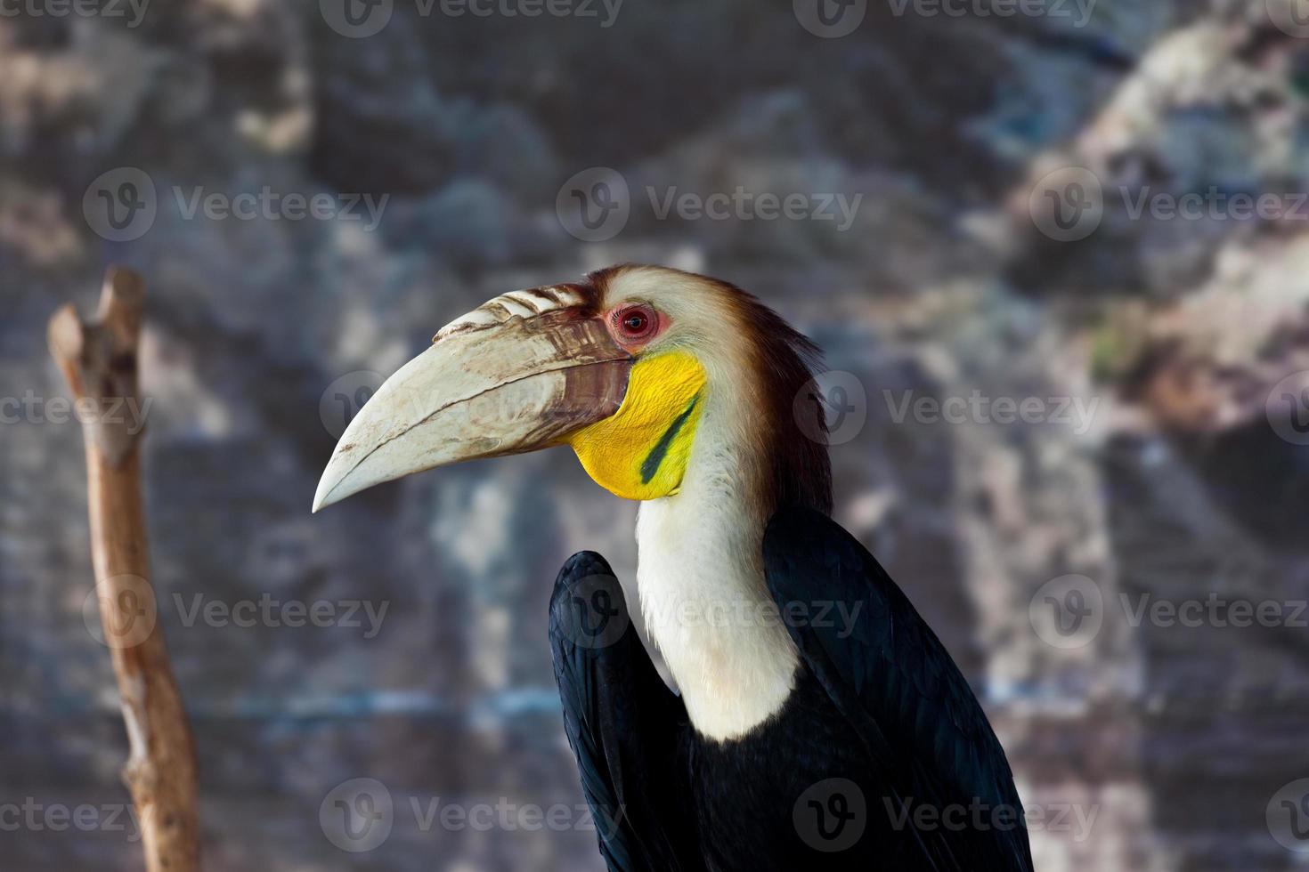 Kranzhornvogel, Vogel foto