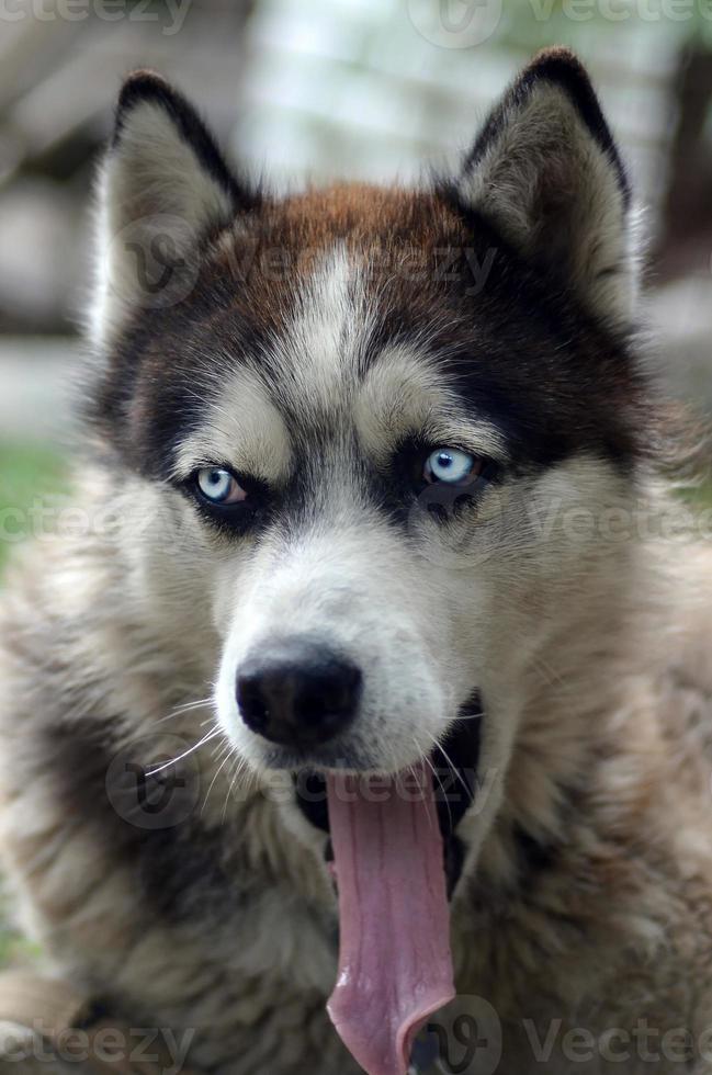 Schläfriger Husky-Hund gähnt lustig mit weit geöffnetem Mund und langer Zunge foto