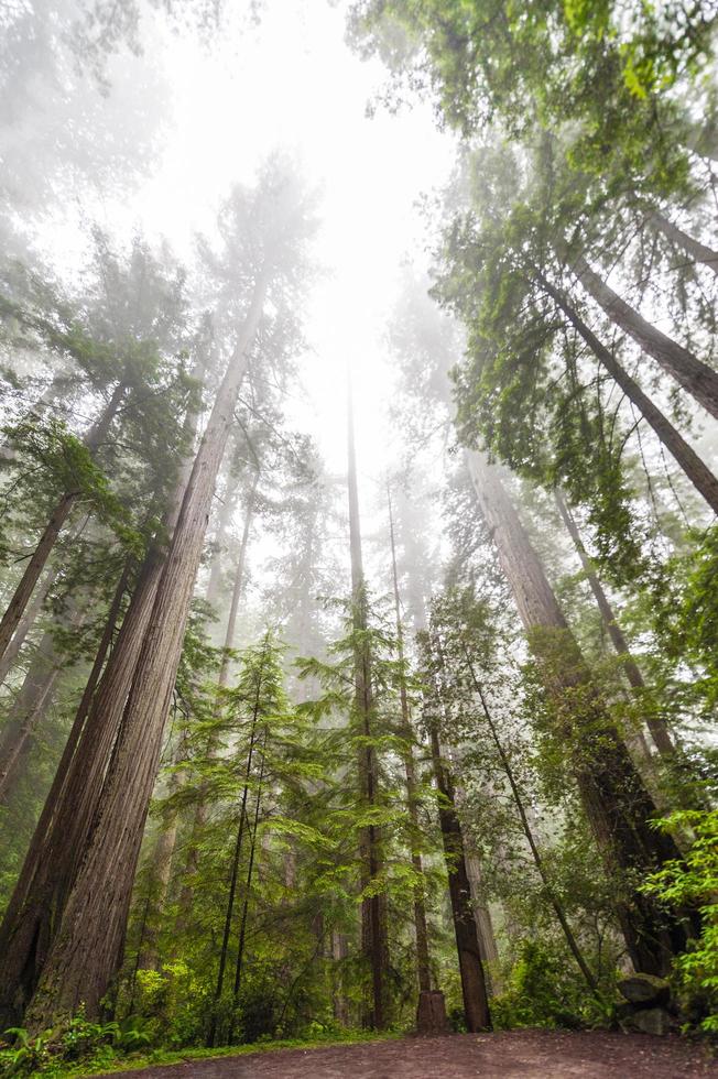 hohe Redwood-Bäume foto