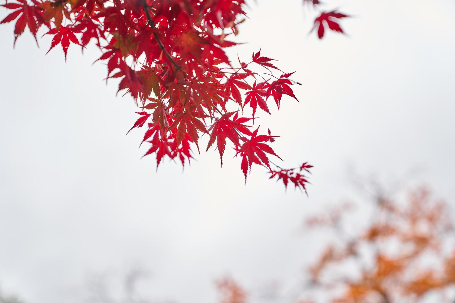 roter Ahornblattbaum foto