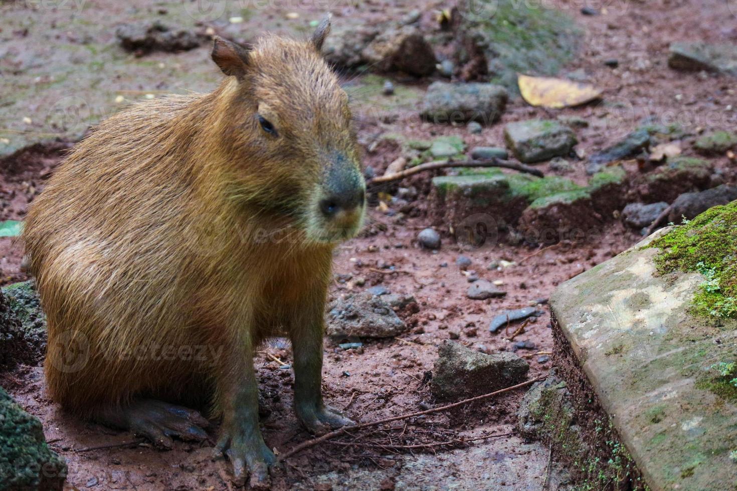 capybara hydrochoerus hydrochaeris im ragunan zoo, jakarta. foto