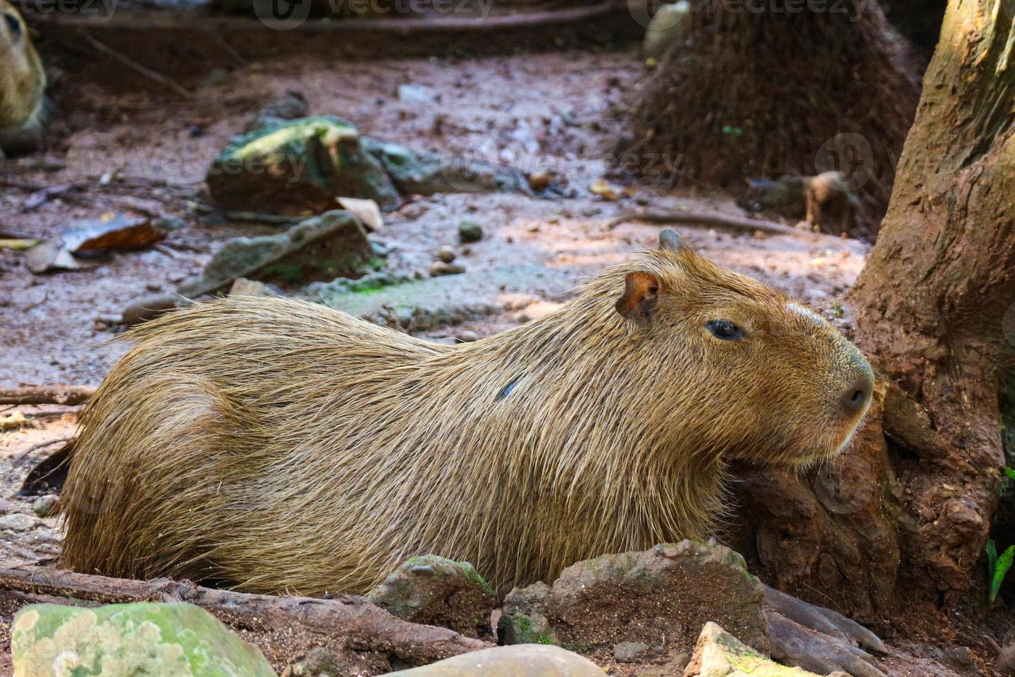 capybara hydrochoerus hydrochaeris im ragunan zoo, jakarta. foto