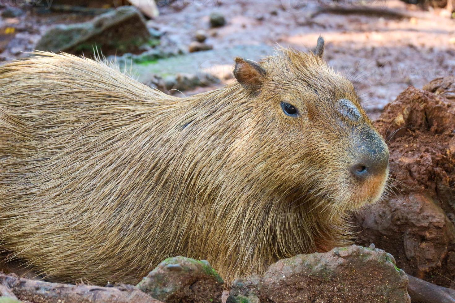 capybara hydrochoerus hydrochaeris im ragunan zoo, jakarta. foto