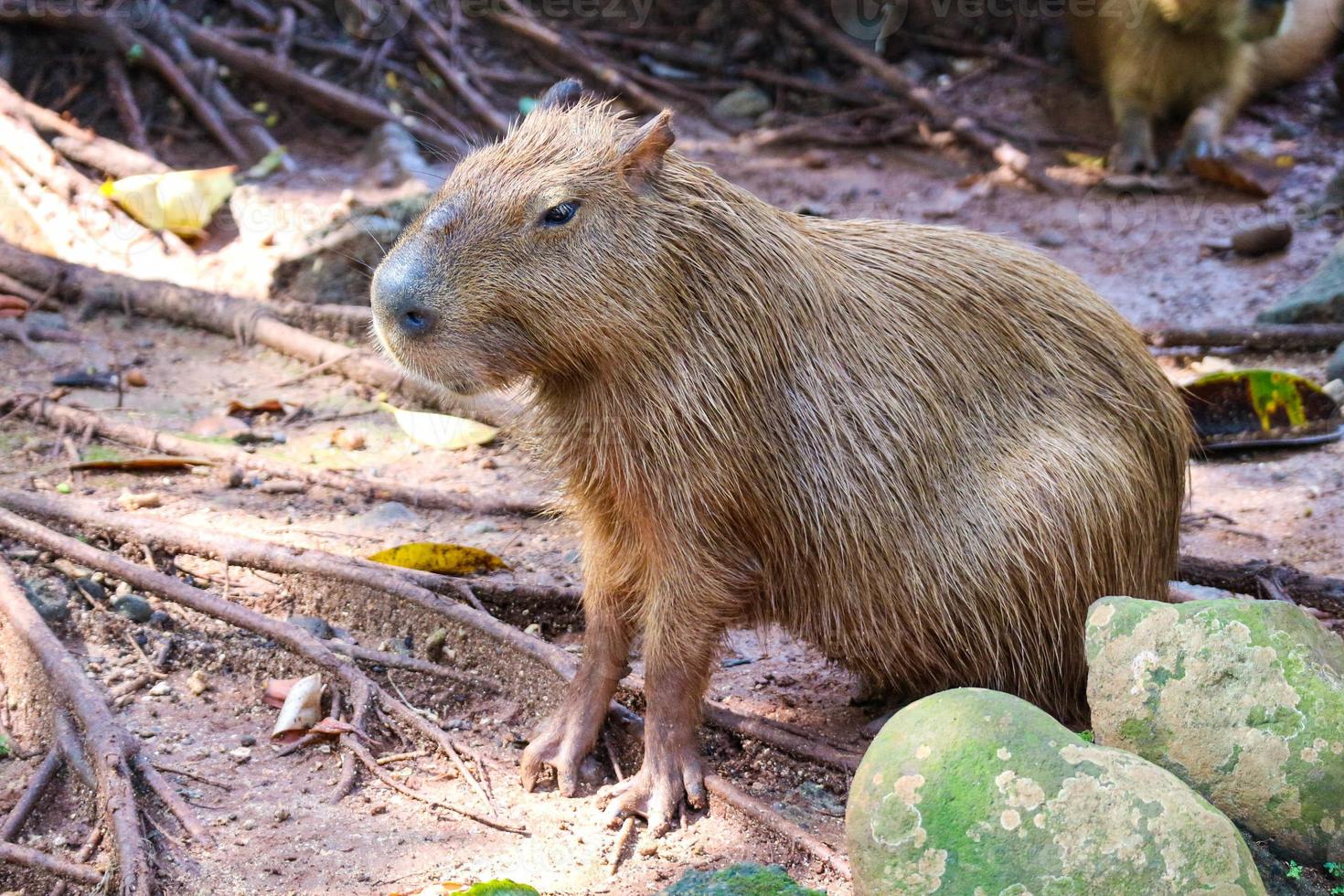 capybara hydrochoerus hydrochaeris im ragunan zoo, jakarta. foto