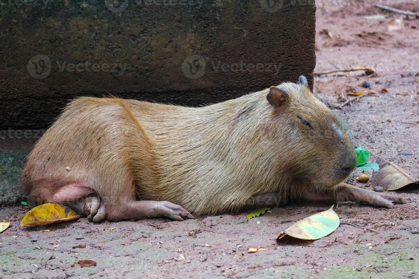 capybara hydrochoerus hydrochaeris im ragunan zoo, jakarta. foto