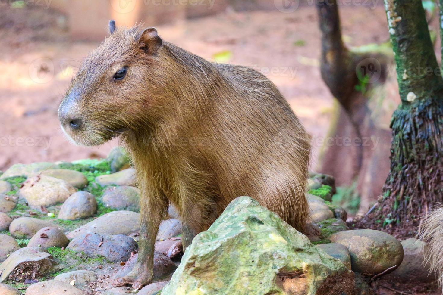 capybara hydrochoerus hydrochaeris im ragunan zoo, jakarta. foto