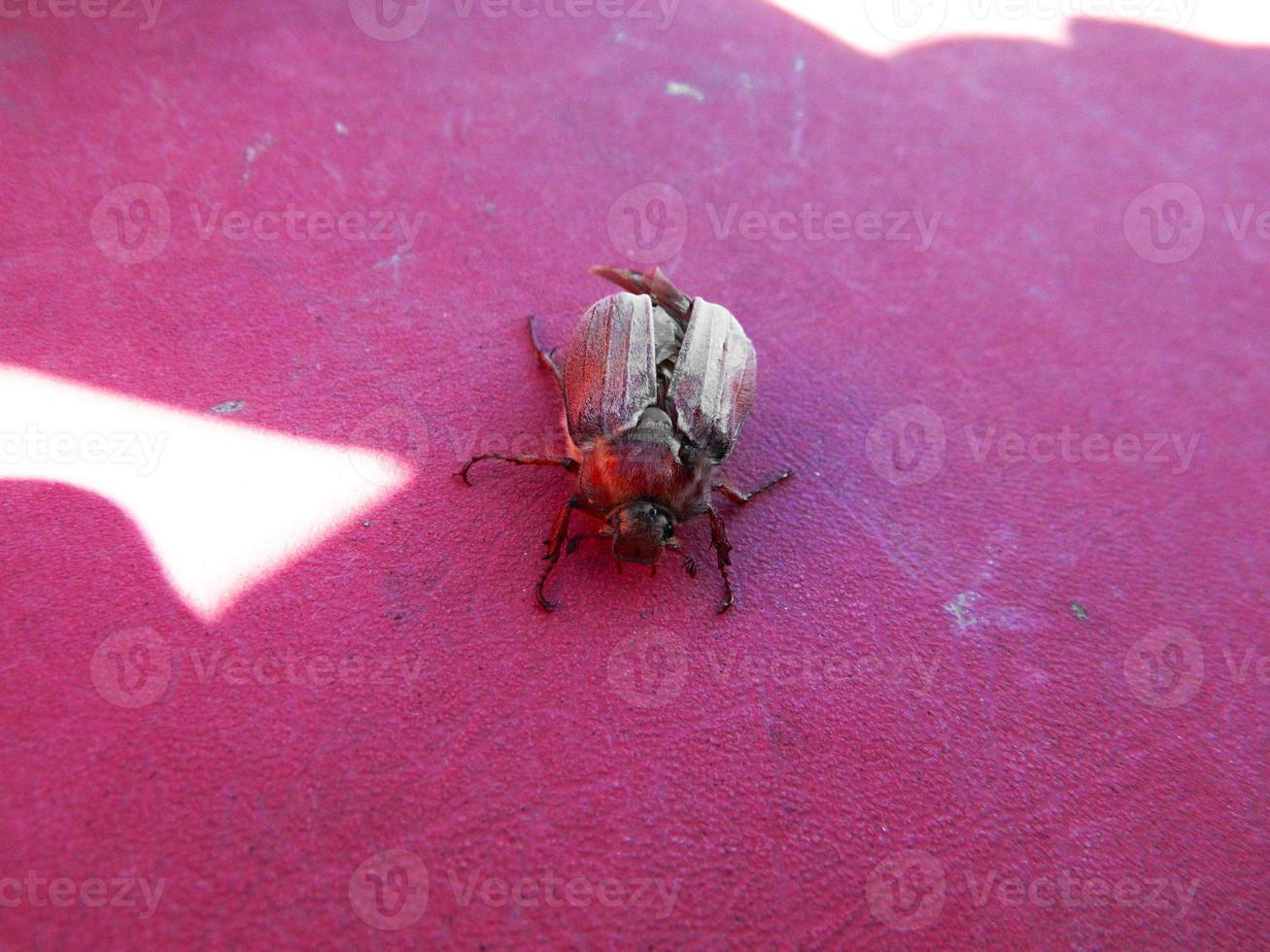 Maikäfer auf dem Tisch. Maikäfer. Dornkäfer. Frühlingskäfer im Garten foto