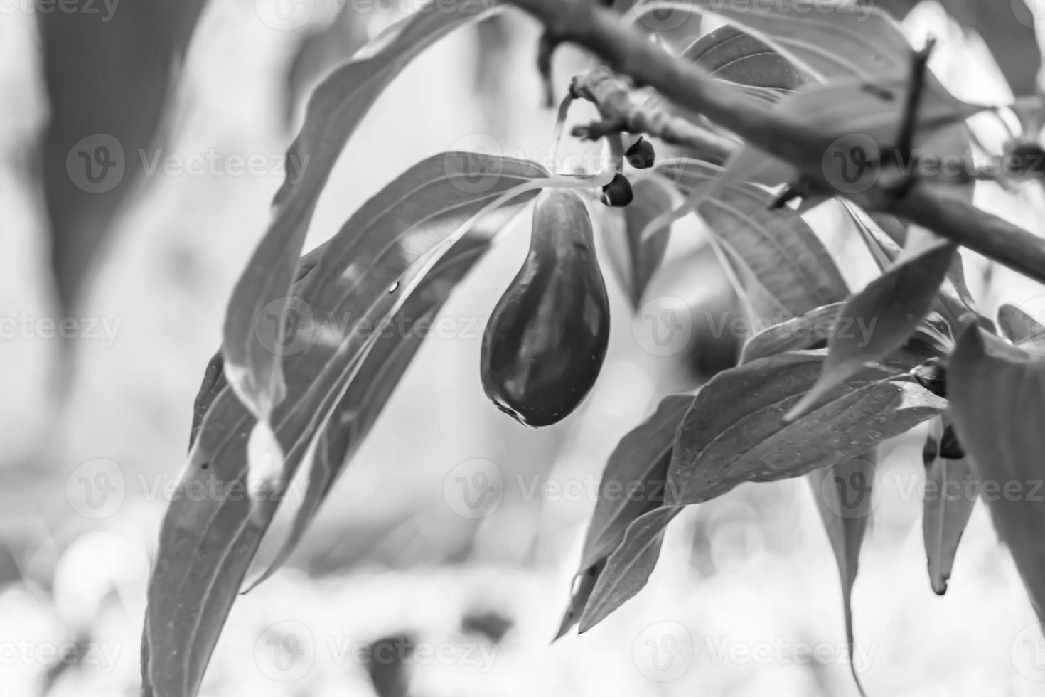 Fotografie zum Thema schön wachsen Beeren-Hartriegel auf Sommerlaub im Hintergrund foto