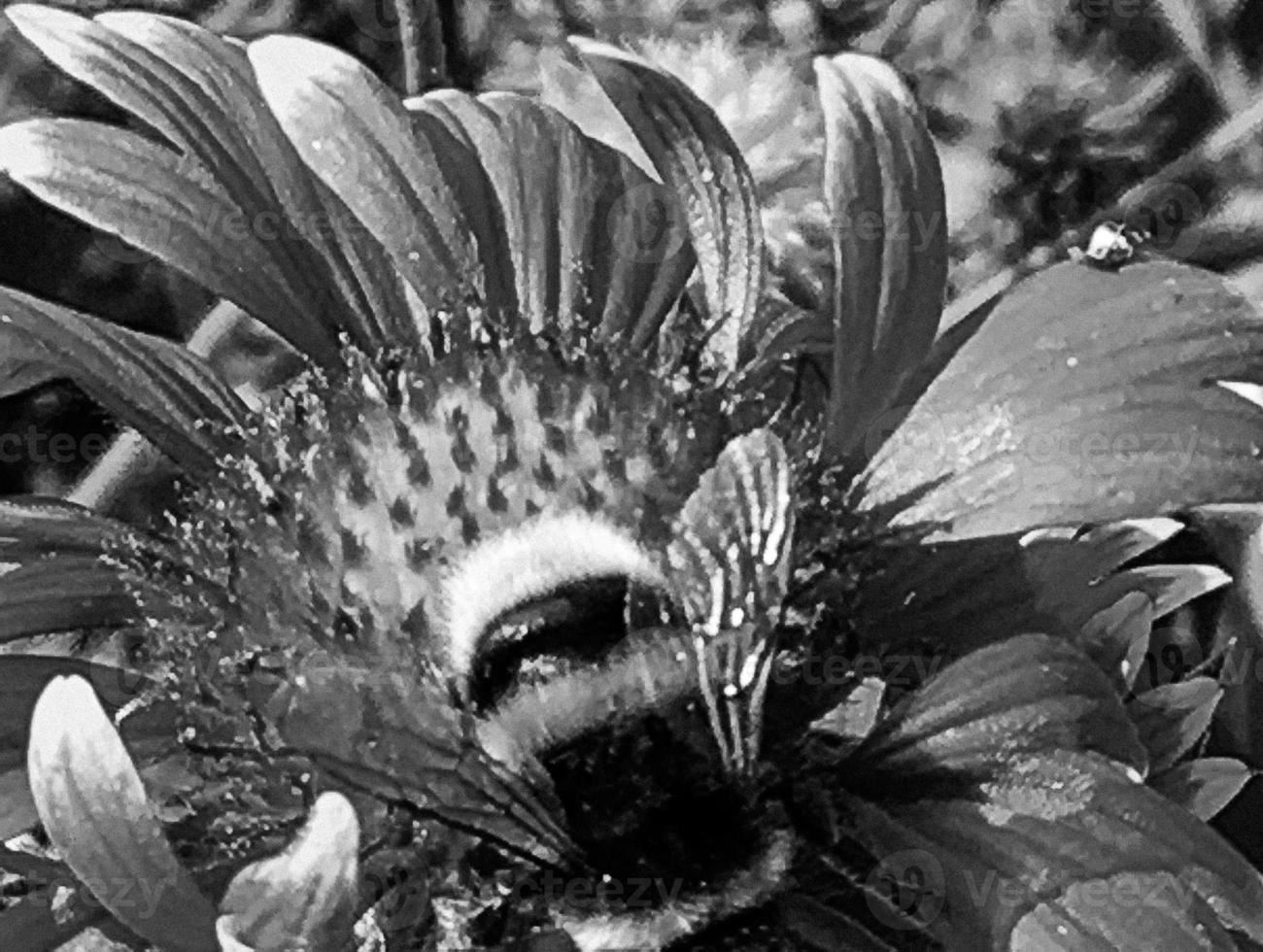 geflügelte Biene fliegt langsam zur Pflanze, sammelt Nektar für Honig foto