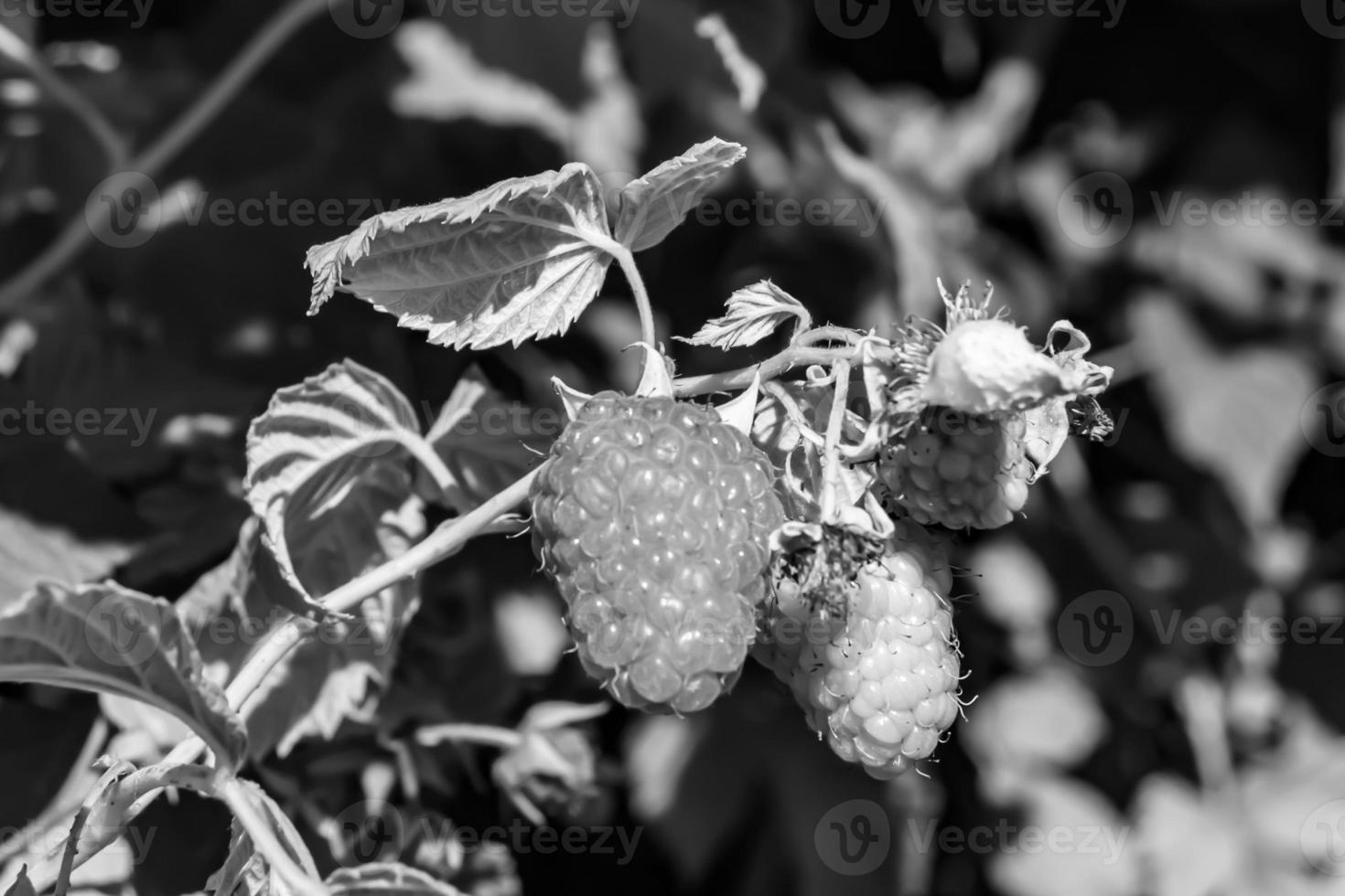 Fotografie zum Thema schöne Beerenzweig Himbeerbusch foto