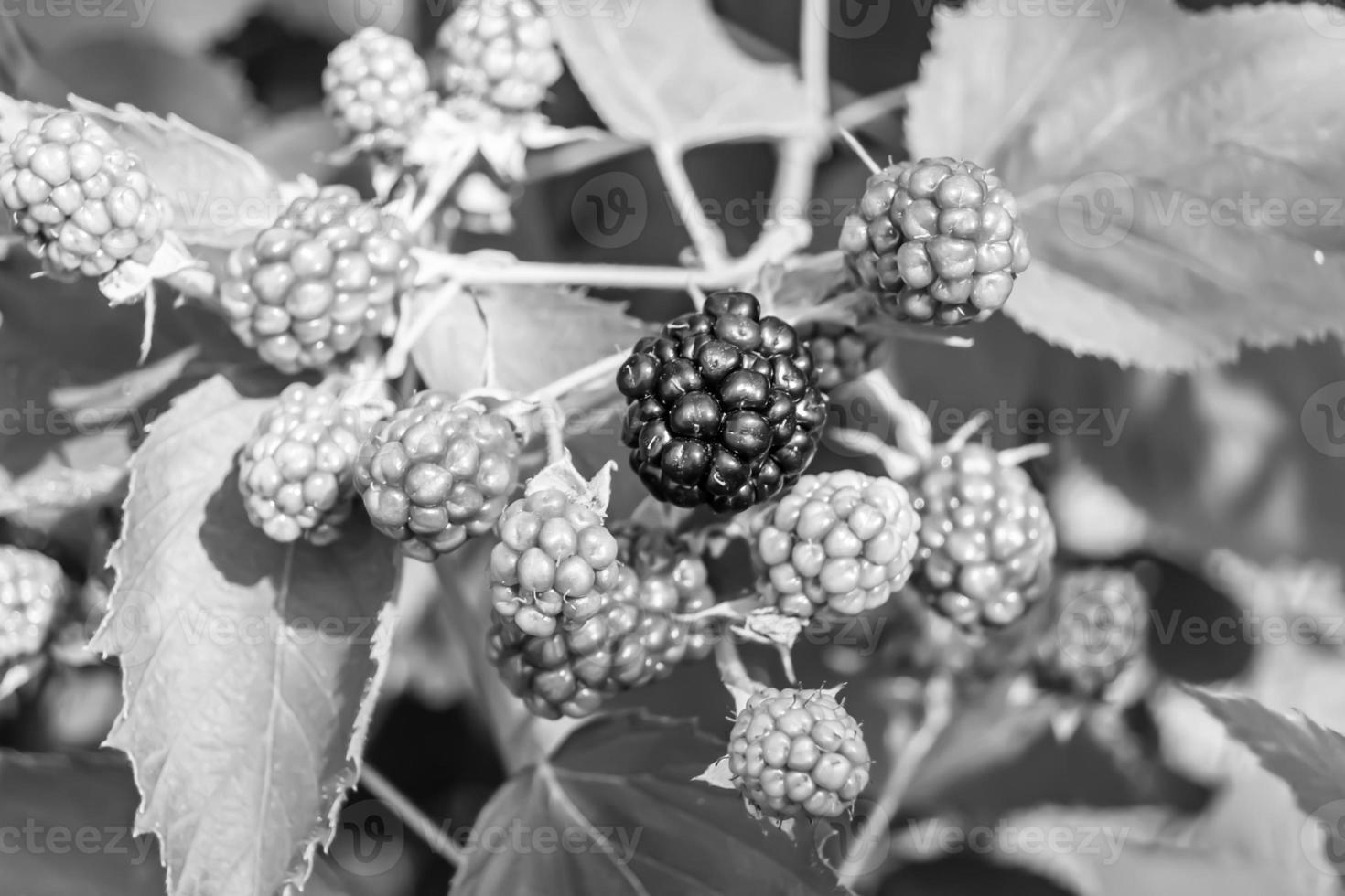 Fotografie zum Thema schöne Beerenzweig Brombeerbusch foto