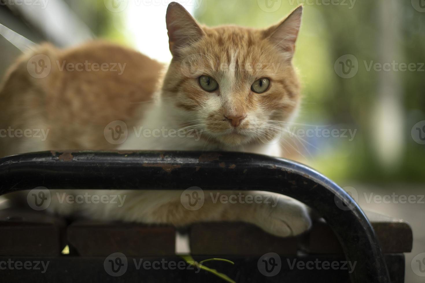 Ingwer Katze Nahaufnahme. Katze auf Bank. Haustier auf der Straße. foto