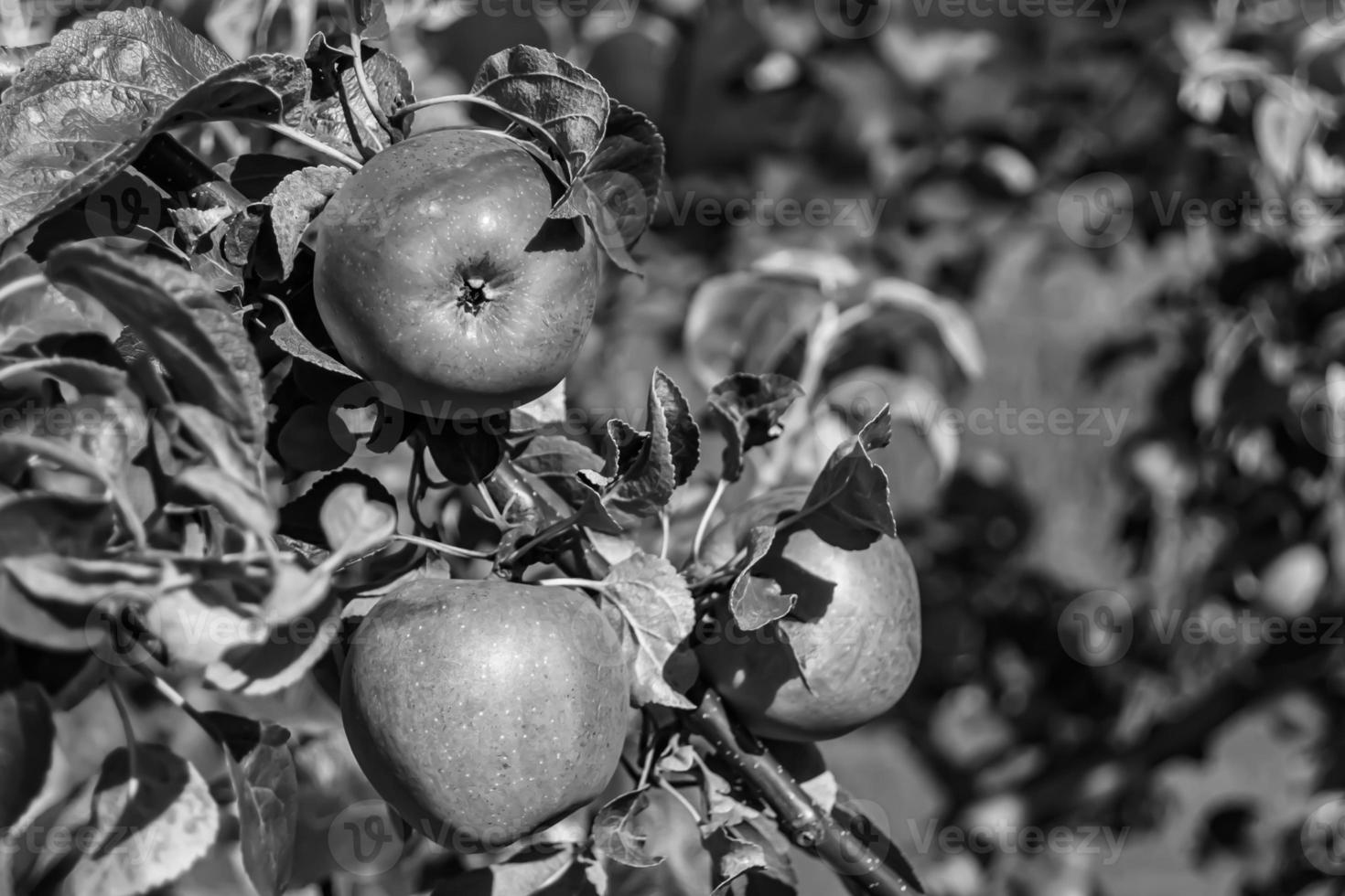 Fotografie zum Thema schöne Frucht Zweig Apfelbaum foto