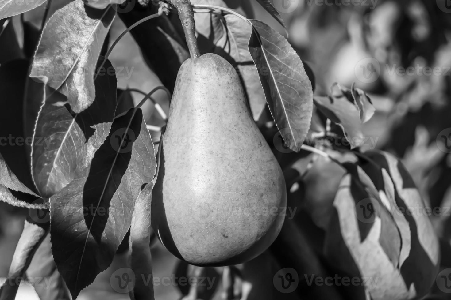 Fotografie zum Thema schöne Frucht Zweig Birnenbaum foto