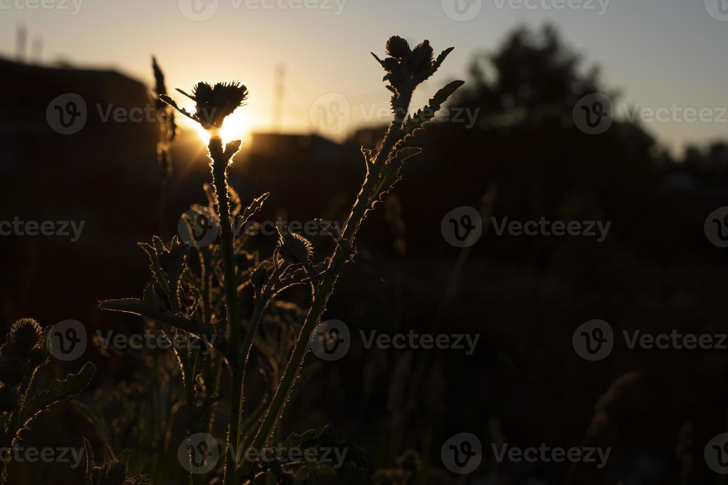 Pflanze bei Sonnenuntergang. Licht im Dickicht. Details der Sommernatur. foto