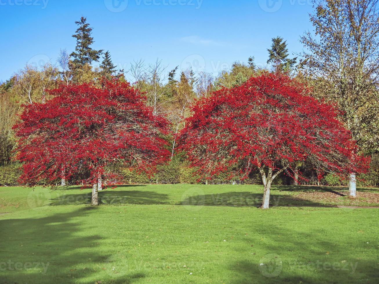 Weißdornbäume, die im Herbst mit roten Beeren bedeckt sind foto