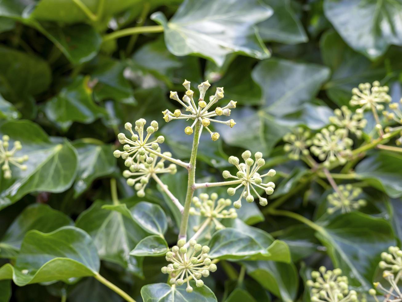 Nahaufnahme von Efeu mit Blumen und Blättern foto