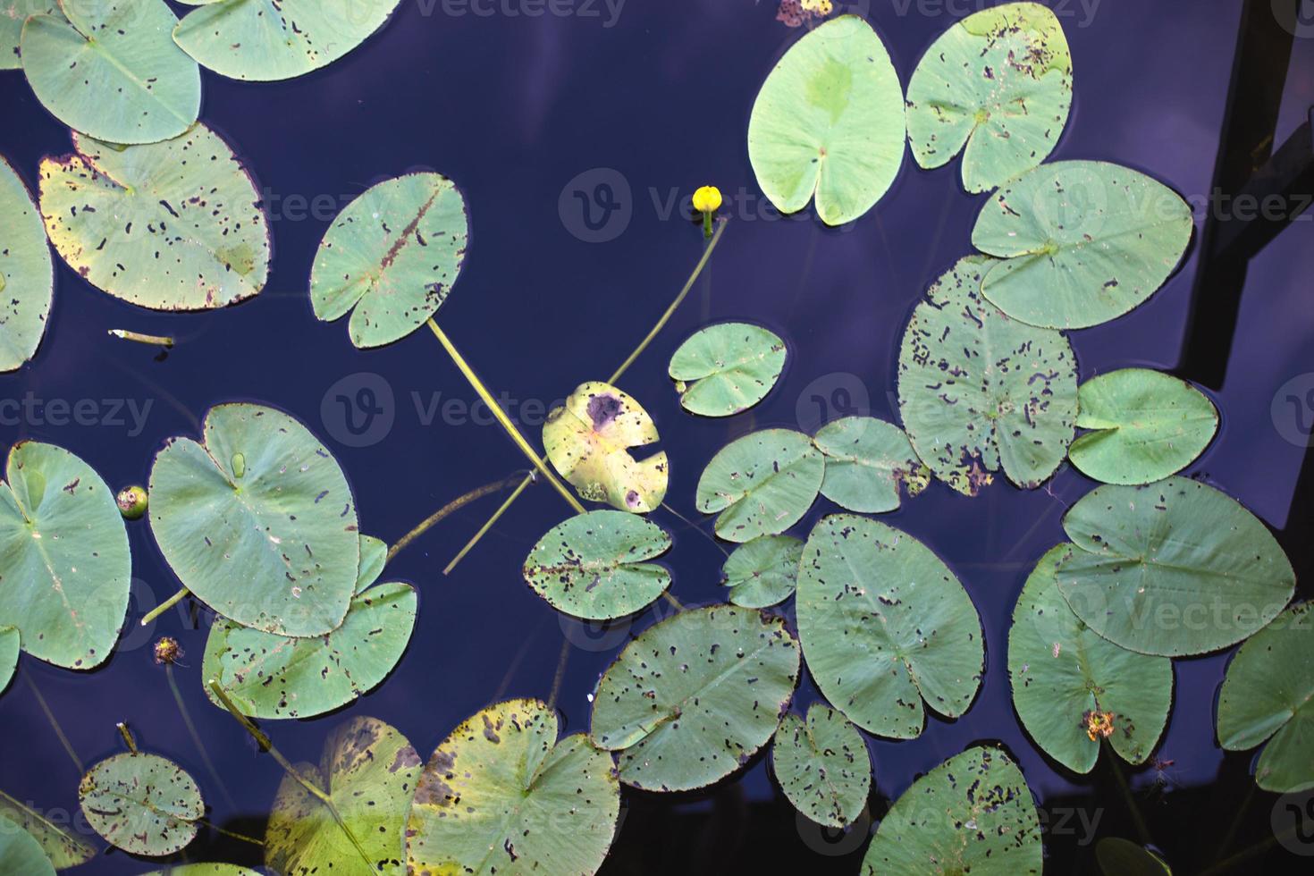 Draufsicht auf grüne Seerosenblätter in einem Teich. Lotusblumenhintergrund foto