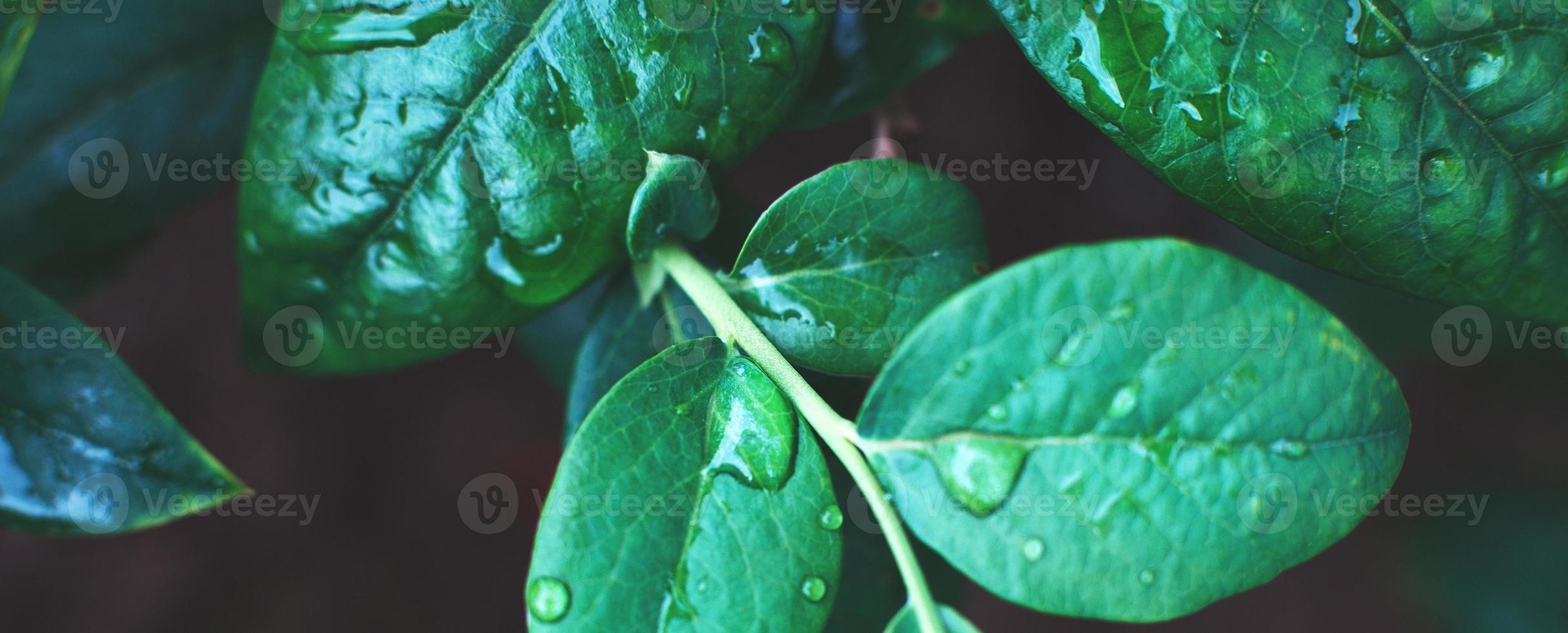 Nasse grüne Heidelbeersträucher mit Wassertropfen aus nächster Nähe. Hintergrund der natürlichen Blätter. Banner foto