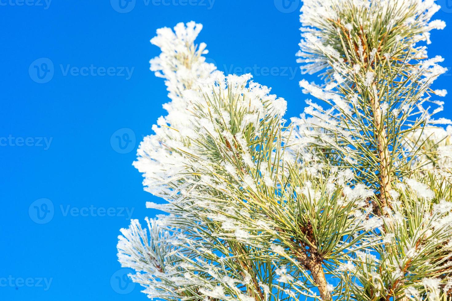 frostiger kiefernbaumzweig im verschneiten wald, sonniger morgen des kalten wetters. ruhige winternatur im sonnenlicht. inspirierender natürlicher wintergarten oder park. friedlicher kühler ökologienaturlandschaftshintergrund. foto