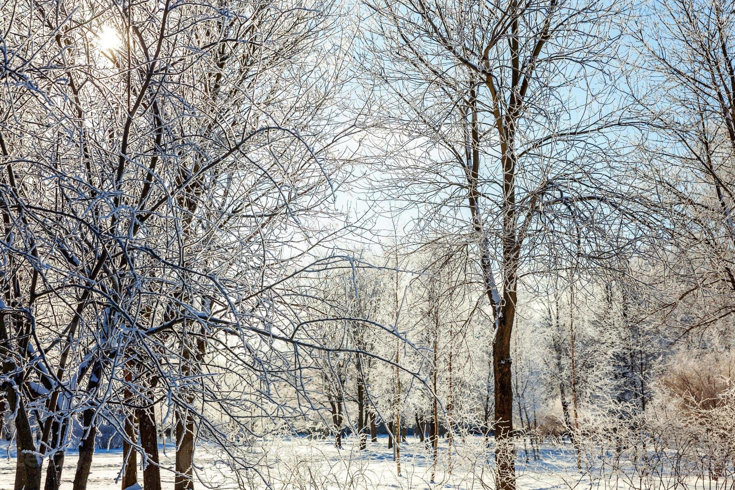 frostige Bäume im verschneiten Wald, kaltes Wetter am sonnigen Morgen. ruhige winternatur im sonnenlicht. inspirierender natürlicher wintergarten oder park. friedlicher kühler ökologienaturlandschaftshintergrund. foto