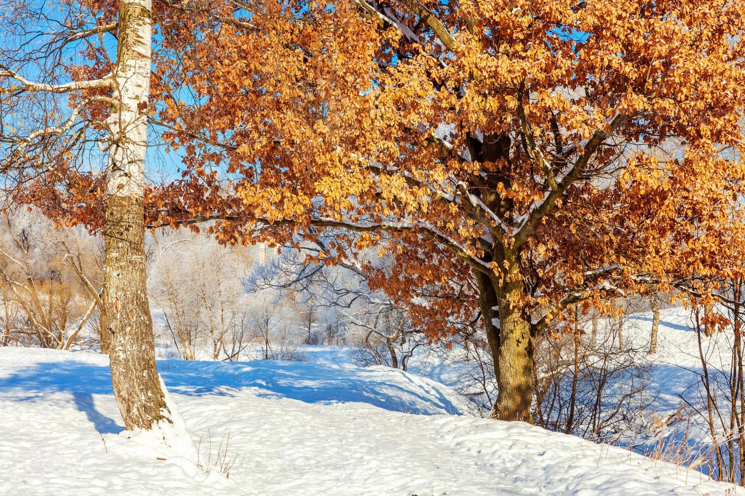 frostige Bäume im verschneiten Wald, kaltes Wetter am sonnigen Morgen. ruhige winternatur im sonnenlicht. inspirierender natürlicher wintergarten oder park. friedlicher kühler ökologienaturlandschaftshintergrund. foto