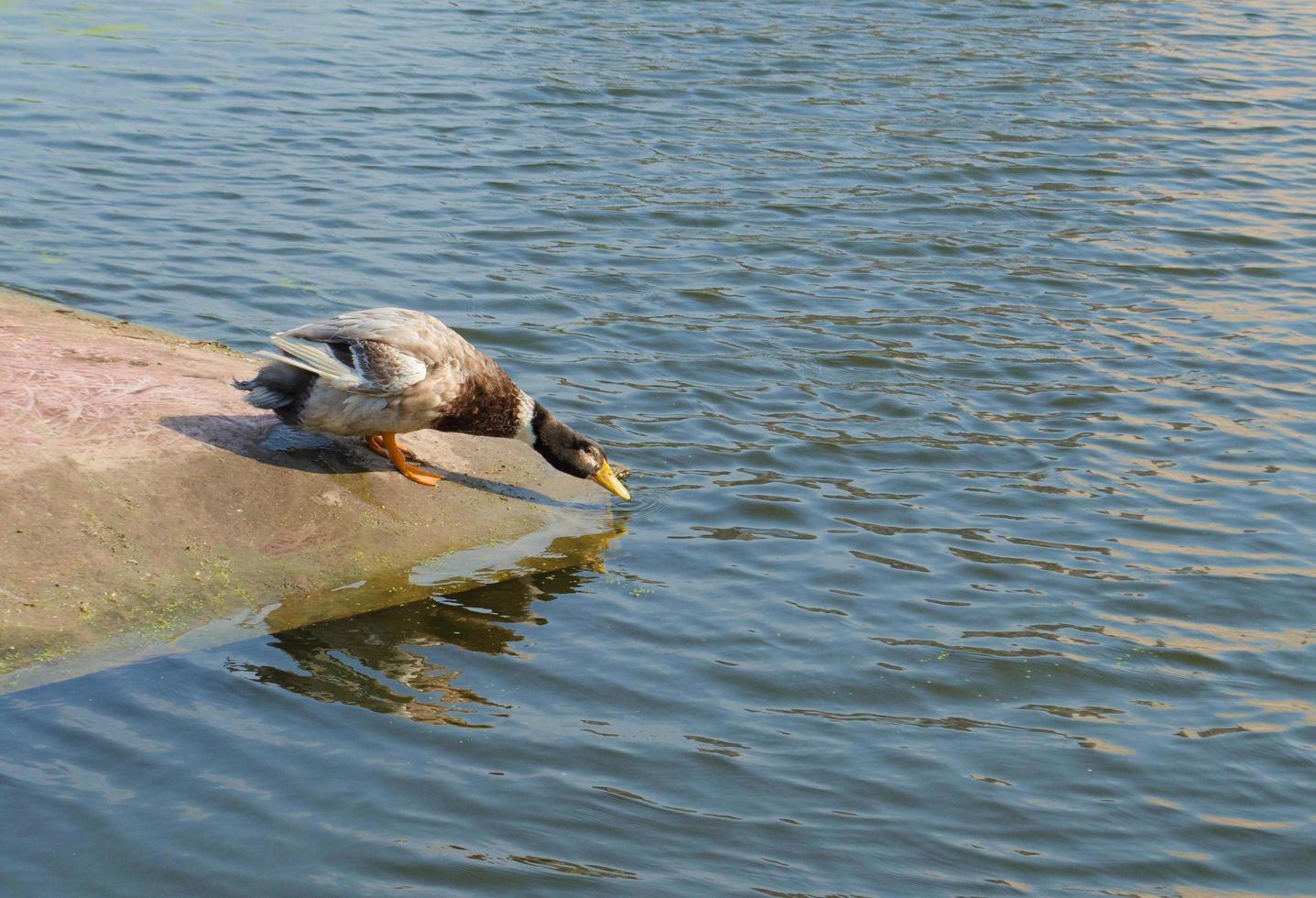 Ente am Ufer trinkt Wasser. wilde Ente. Ente mit schwarzem Kopf. Wasservögel Vogel. foto