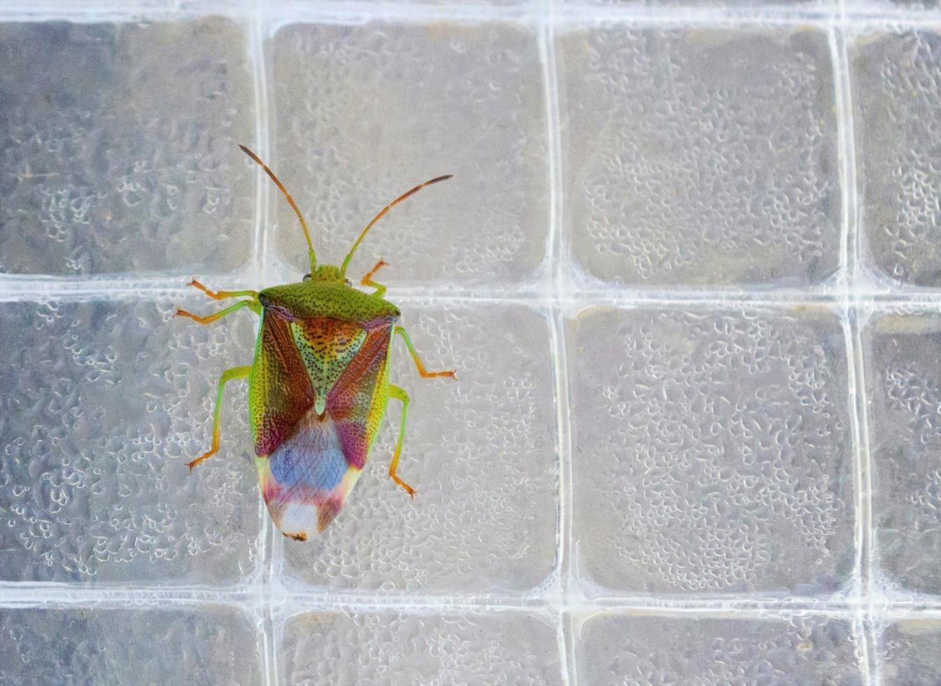 Green-Schild-Bug. Foto der grünen Stinkwanze. Insekt im Gewächshaus.