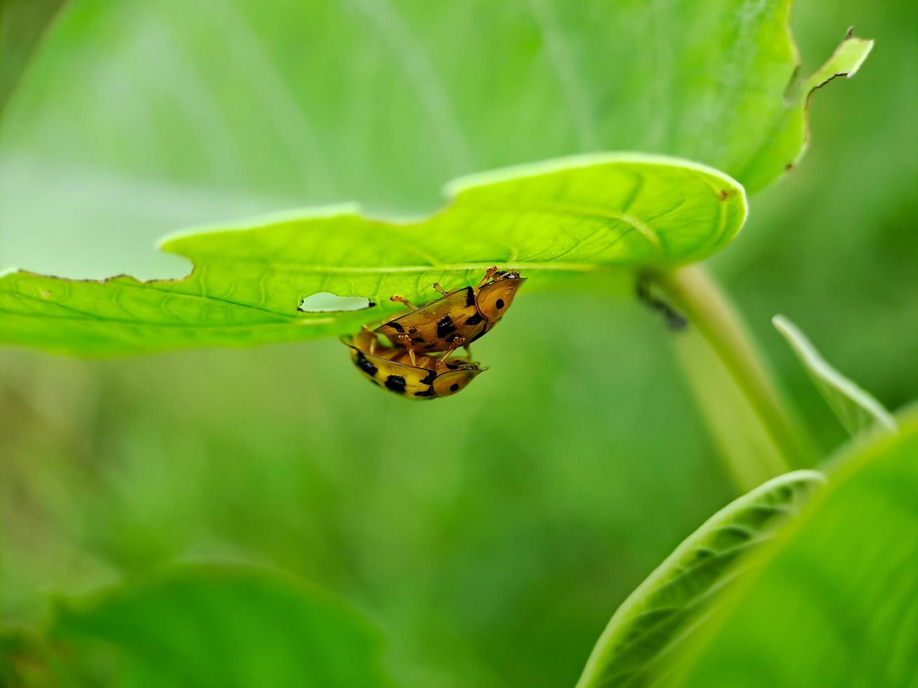 Cheilomenes ist eine Gattung der Coccinellidae-Marienkäfer. sie sind große typische marienkäfer sie sind immer glänzend und haben oft helle flecken auf den flügeldecken foto