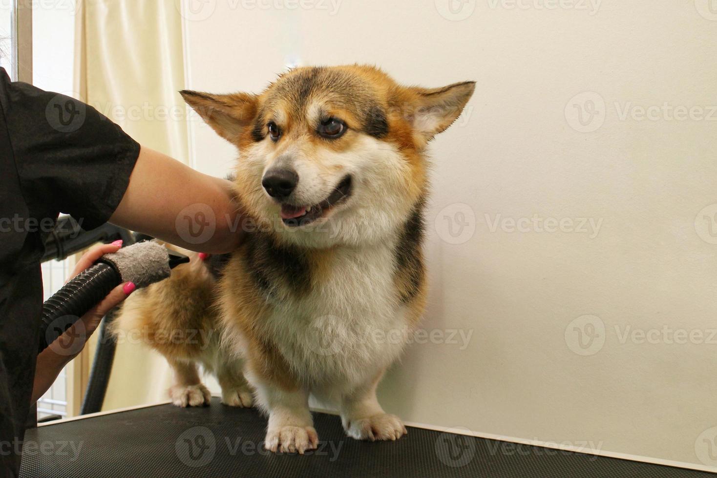 Pet Professional Master Groomer Föhn Corgi Welsh Pembroke Dog nach dem Waschen im Pflegesalon. weibliche hände mit fön, die pelz mit einem gebläse getrocknet bekommen. Tierfrisur-Konzept. Nahansicht foto